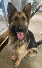 ALLY, Hund, Mischlingshund in Griechenland - Bild 15
