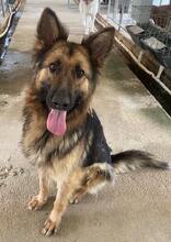 ALLY, Hund, Mischlingshund in Griechenland - Bild 18