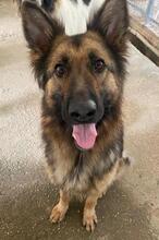 ALLY, Hund, Mischlingshund in Griechenland - Bild 2