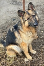 ALLY, Hund, Mischlingshund in Griechenland - Bild 21