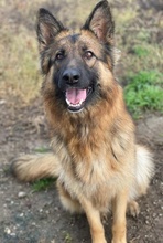 ALLY, Hund, Mischlingshund in Griechenland - Bild 22