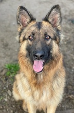 ALLY, Hund, Mischlingshund in Griechenland - Bild 23