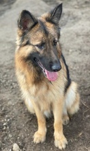 ALLY, Hund, Mischlingshund in Griechenland - Bild 24