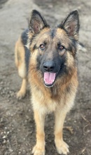 ALLY, Hund, Mischlingshund in Griechenland - Bild 28