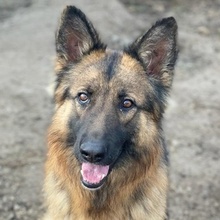 ALLY, Hund, Mischlingshund in Griechenland - Bild 31