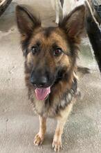 ALLY, Hund, Mischlingshund in Griechenland - Bild 8