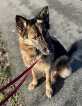 ALLY, Hund, Mischlingshund in Oldenburg - Bild 39