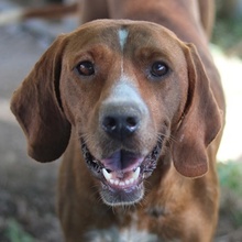 ELMA, Hund, Mischlingshund in Griechenland - Bild 1