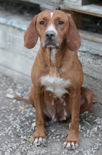 ELMA, Hund, Mischlingshund in Griechenland - Bild 4