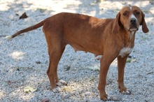 ELMA, Hund, Mischlingshund in Griechenland - Bild 7