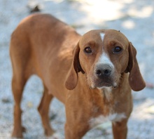 ELMA, Hund, Mischlingshund in Griechenland - Bild 9