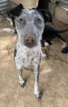 NAVA, Hund, Mischlingshund in Griechenland - Bild 4