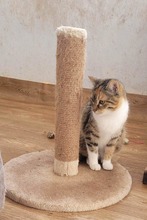 MIA, Katze, Europäisch Kurzhaar in Bulgarien - Bild 11