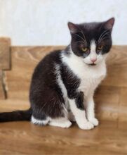 TINKA, Katze, Europäisch Kurzhaar in Bulgarien - Bild 2