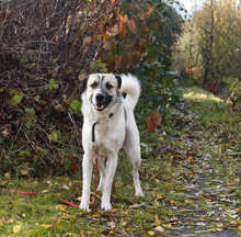 DUCATI, Hund, Mischlingshund in Laatzen - Bild 3