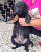 SKIPPER, Hund, Mischlingshund in Kroatien - Bild 9