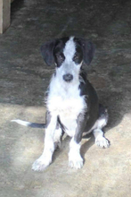 CRUELLA, Hund, Mischlingshund in Portugal - Bild 1