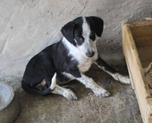 CRUELLA, Hund, Mischlingshund in Portugal - Bild 3