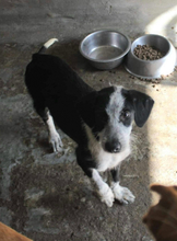 CRUELLA, Hund, Mischlingshund in Portugal - Bild 4