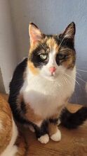 LISSY, Katze, Europäisch Kurzhaar in Bulgarien - Bild 1