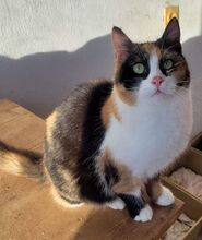 LISSY, Katze, Europäisch Kurzhaar in Bulgarien - Bild 2