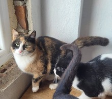 LISSY, Katze, Europäisch Kurzhaar in Bulgarien - Bild 5