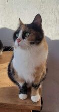 LISSY, Katze, Europäisch Kurzhaar in Bulgarien - Bild 6