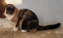 LISSY, Katze, Europäisch Kurzhaar in Bulgarien - Bild 7
