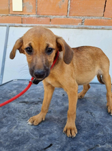 FRIDA, Hund, Mischlingshund in Portugal - Bild 10