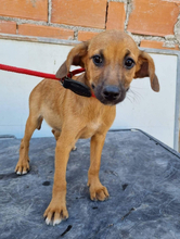 FRIDA, Hund, Mischlingshund in Portugal - Bild 11