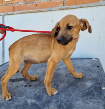 FRIDA, Hund, Mischlingshund in Portugal - Bild 12