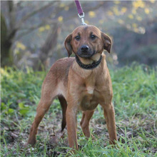 CHICA, Hund, Mischlingshund in Portugal - Bild 1