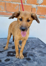 CHICA, Hund, Mischlingshund in Portugal - Bild 10