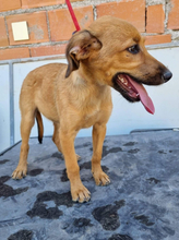 CHICA, Hund, Mischlingshund in Portugal - Bild 12
