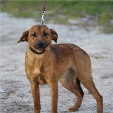 CHICA, Hund, Mischlingshund in Portugal - Bild 4