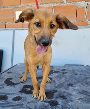 CHICA, Hund, Mischlingshund in Portugal - Bild 5