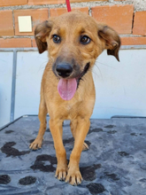 CHICA, Hund, Mischlingshund in Portugal - Bild 9