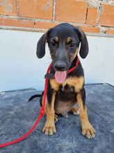 BANJOU, Hund, Mischlingshund in Portugal - Bild 1