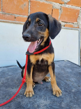 BANJOU, Hund, Mischlingshund in Portugal - Bild 11