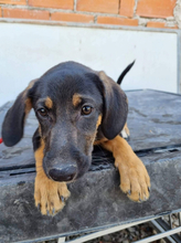 BANJOU, Hund, Mischlingshund in Portugal - Bild 12