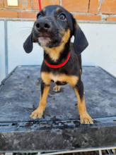 BANJOU, Hund, Mischlingshund in Portugal - Bild 14