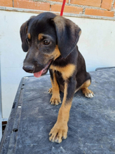 BANJOU, Hund, Mischlingshund in Portugal - Bild 15