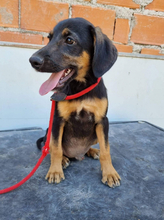 BANJOU, Hund, Mischlingshund in Portugal - Bild 16