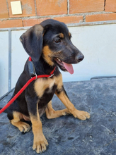 BANJOU, Hund, Mischlingshund in Portugal - Bild 17