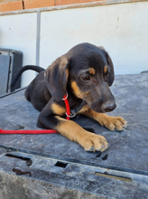 BANJOU, Hund, Mischlingshund in Portugal - Bild 5