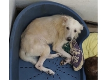 MAITO, Hund, Mischlingshund in Rumänien - Bild 1