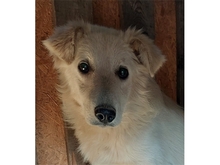 MAITO, Hund, Mischlingshund in Rumänien - Bild 2