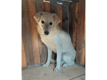 MAITO, Hund, Mischlingshund in Rumänien - Bild 3