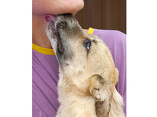 ISA, Hund, Mischlingshund in Rumänien - Bild 12