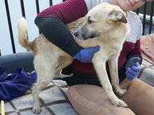 ISA, Hund, Mischlingshund in Rumänien - Bild 2